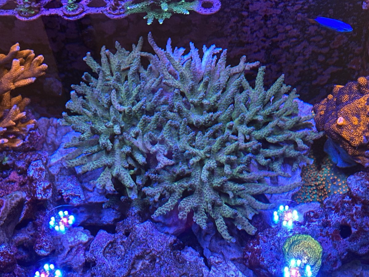Florida - SOLD - Huge Purple Tip Acro Colony for Sale | Reef2Reef