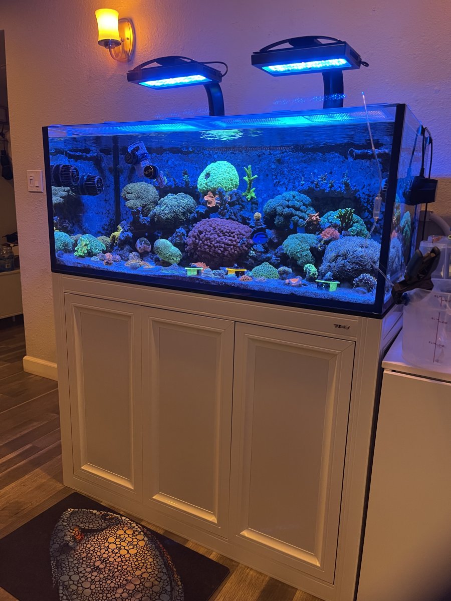 Large Build - kennysreef - Innovative Marine 200 INT Build | Reef2Reef