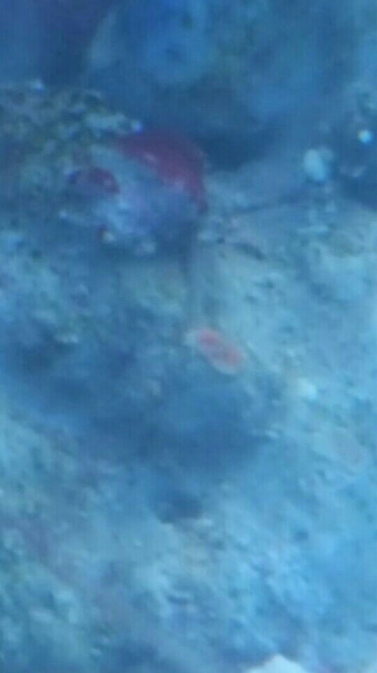 IMG-20170219-WA0017.jpeg