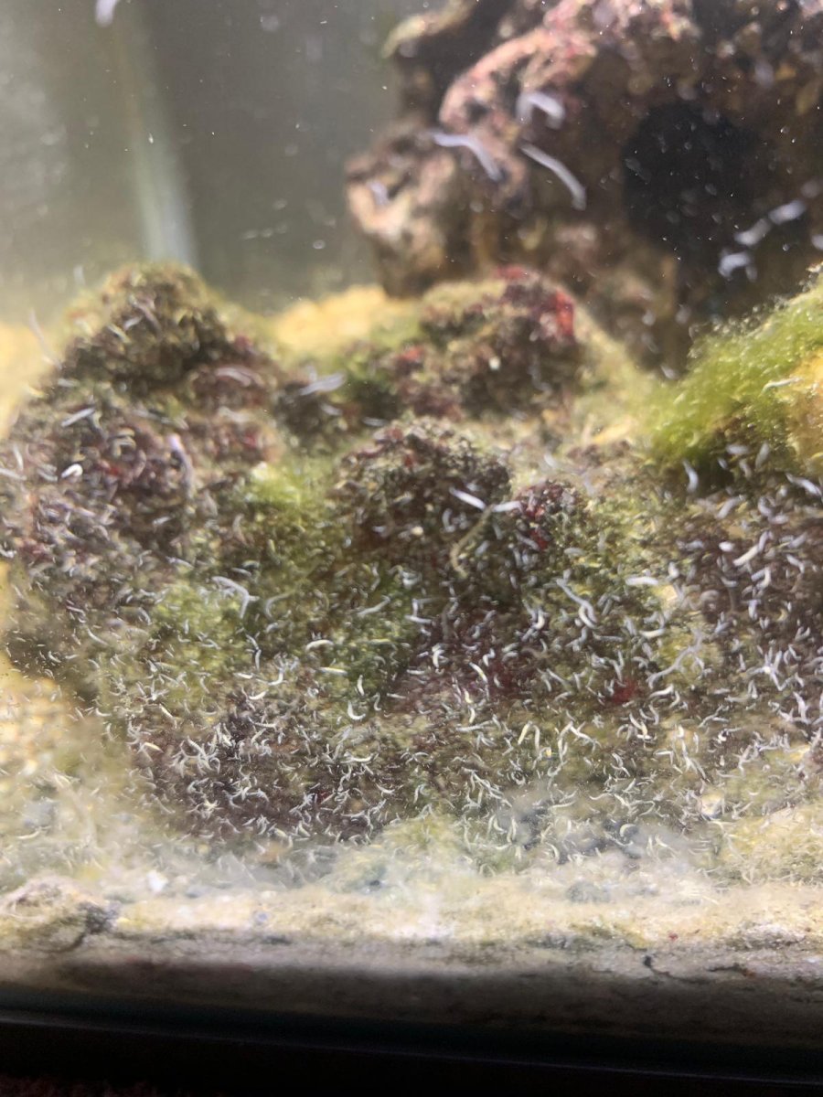 Please help id and remedy infestation of worms | REEF2REEF Saltwater ...