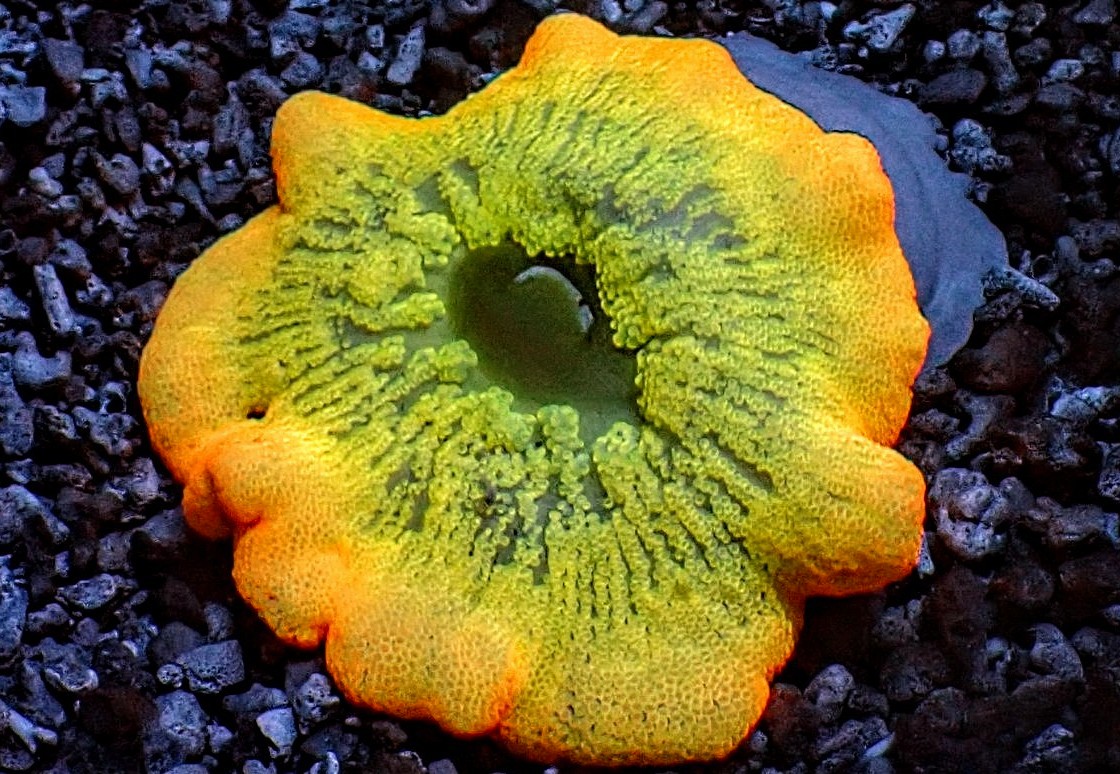 Want to See an Amazing Anemone?? | Reef2Reef