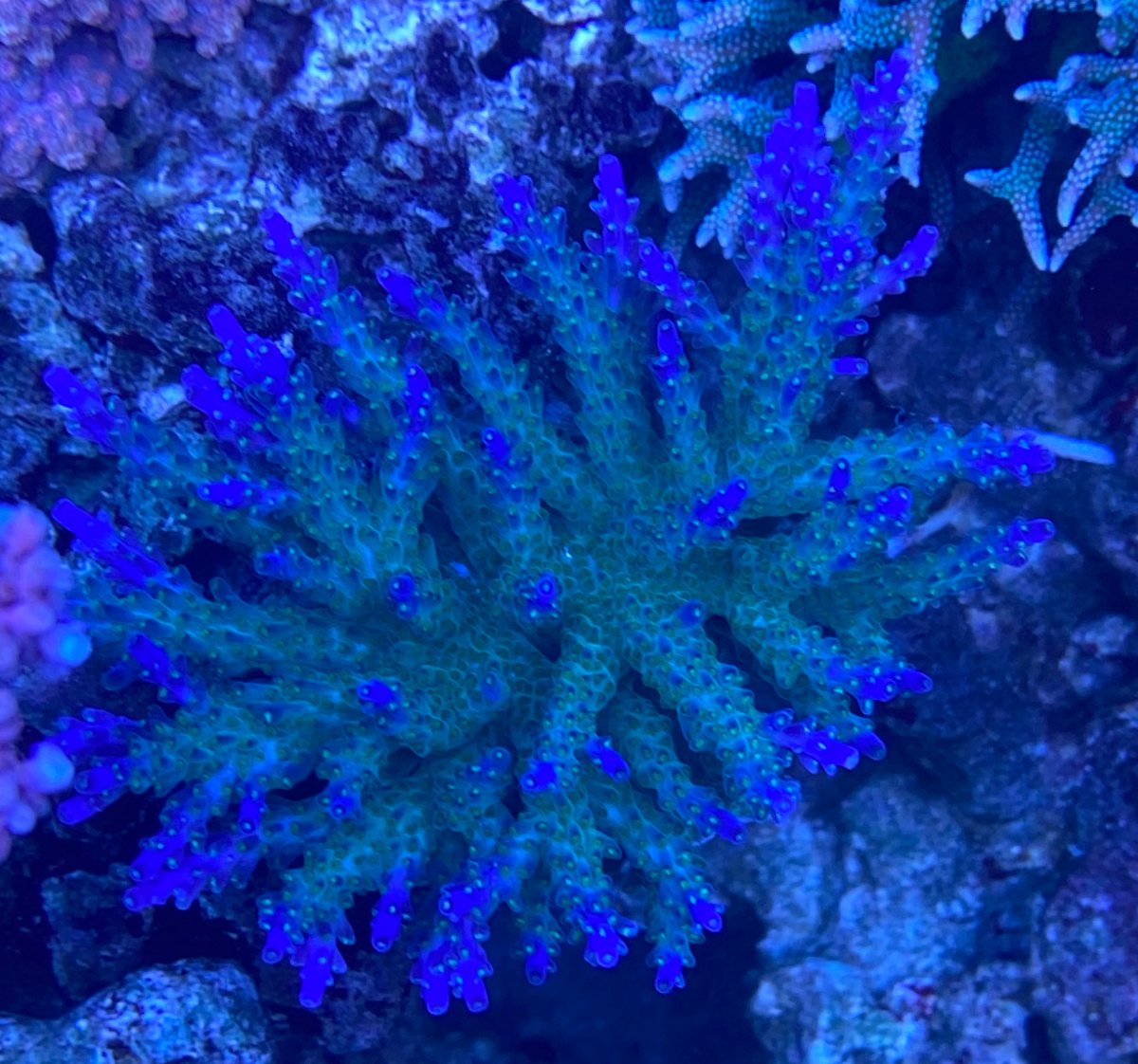Virginia - Live Goods - SOLD - SPS Pack | Reef2Reef