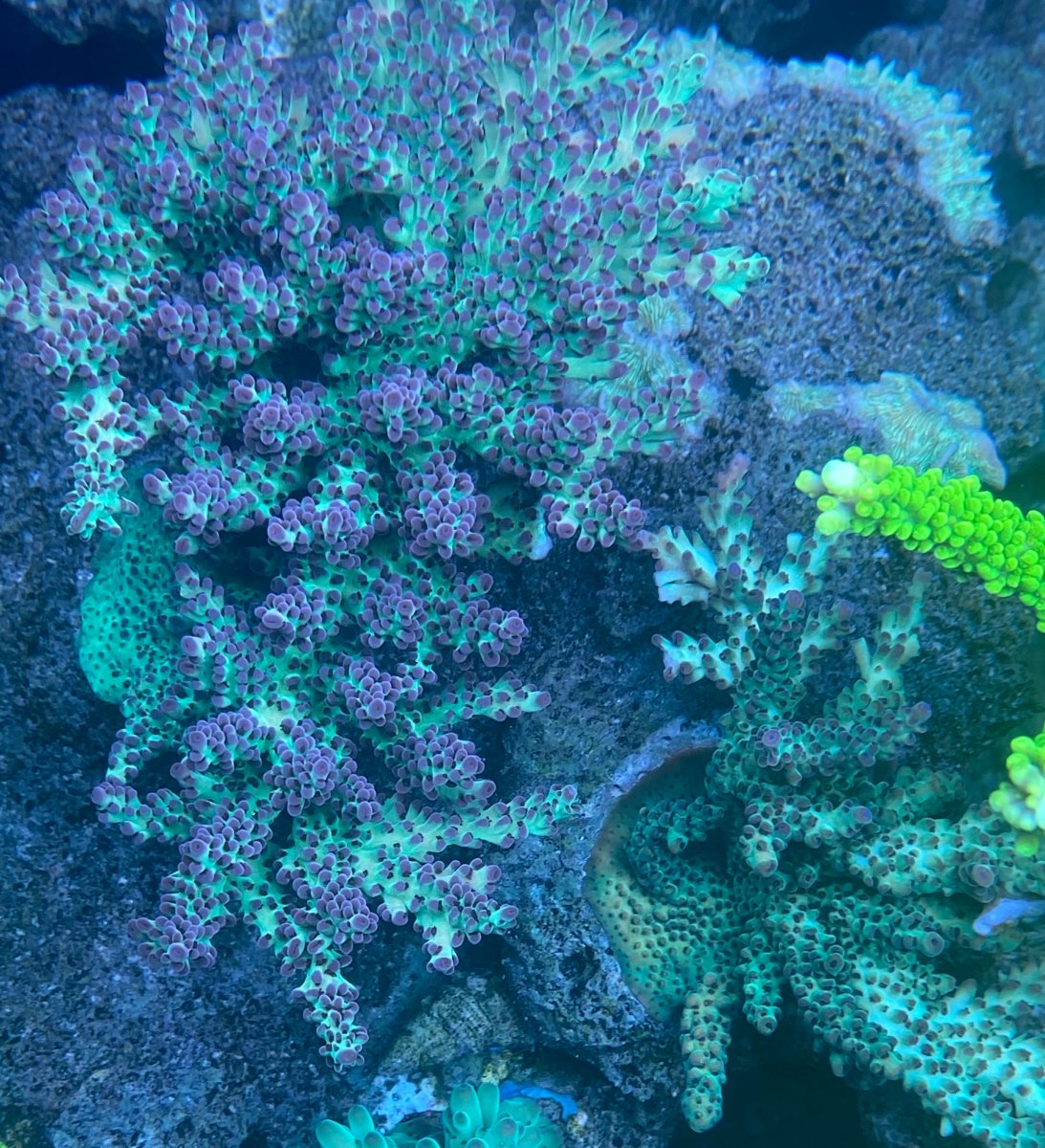 Virginia - Live Goods - SOLD - SPS Pack | Reef2Reef