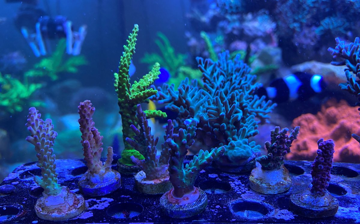 Virginia - Live Goods - SOLD - SPS Pack | Reef2Reef