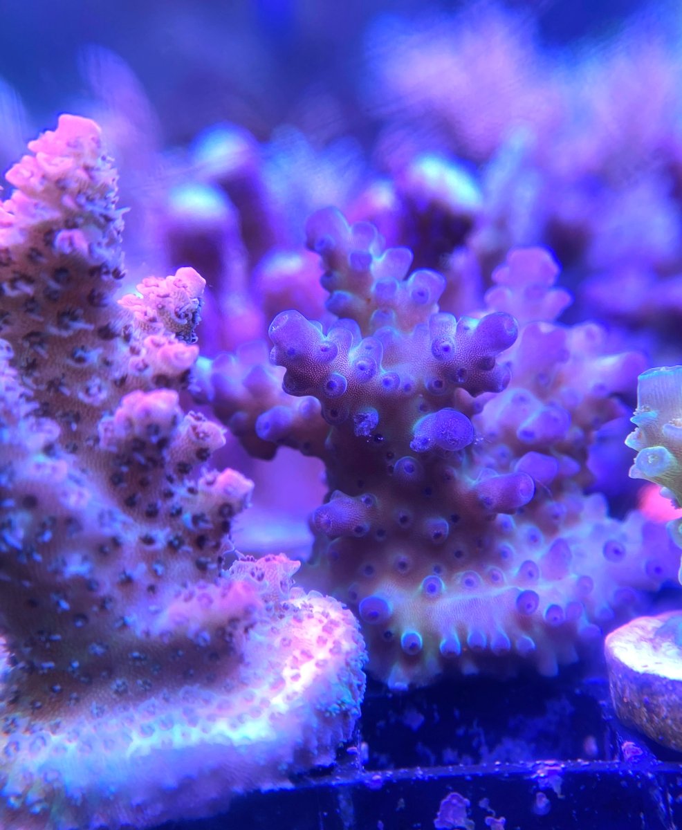 Ohio - Live Goods - Two Big OVERGROWN Acro Packs - Popular & High end ...
