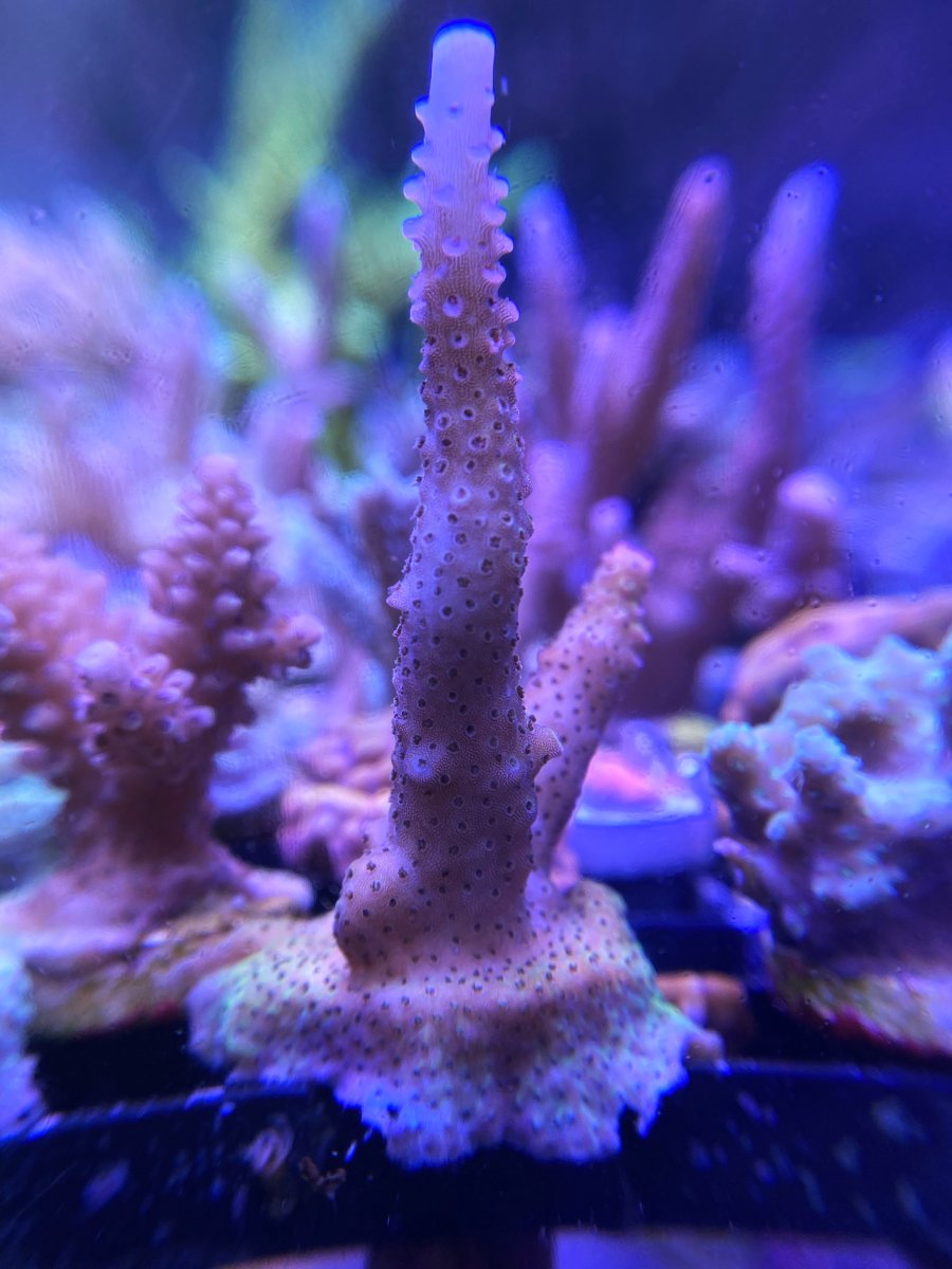 Ohio - Live Goods - Two Big OVERGROWN Acro Packs - Popular & High end ...