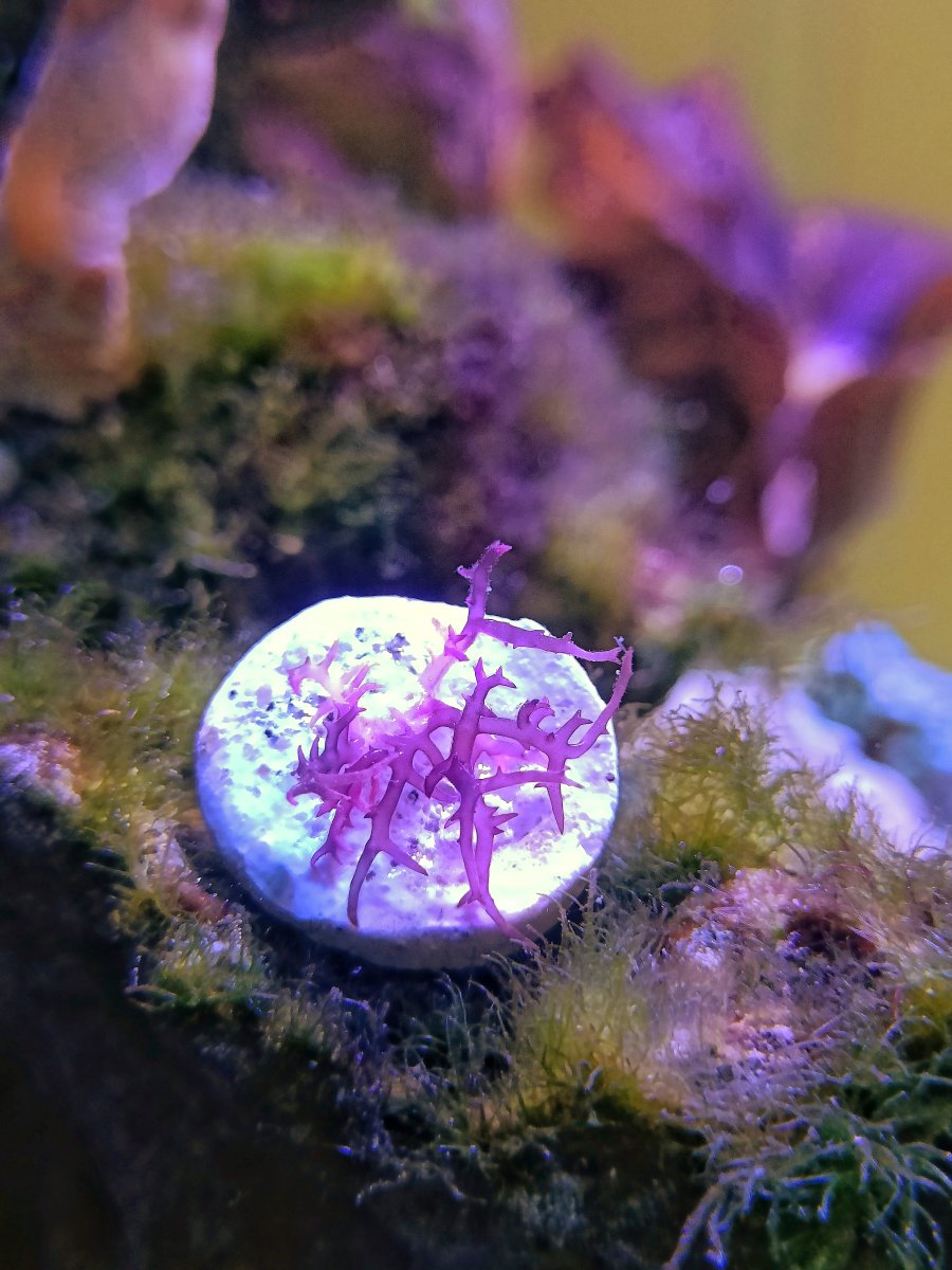 QUESTION OF THE DAY - What types of Macroalgae do you have in your Reef ...