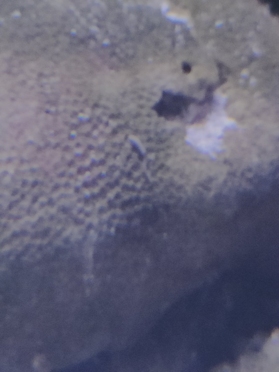 Yep, Bumble Bee Snails eat Vermetid snails. REEF2REEF Saltwater and