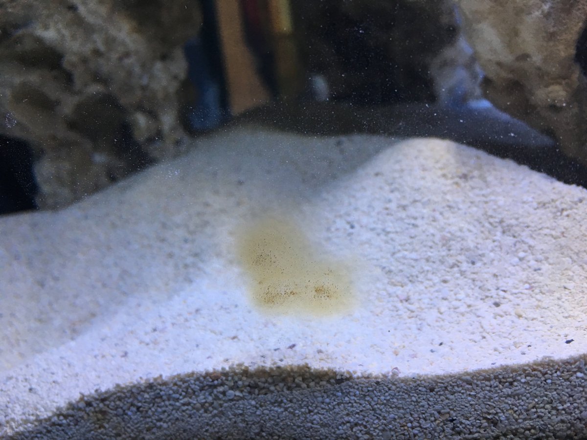 brown algae (?) during cycle | REEF2REEF Saltwater and ...