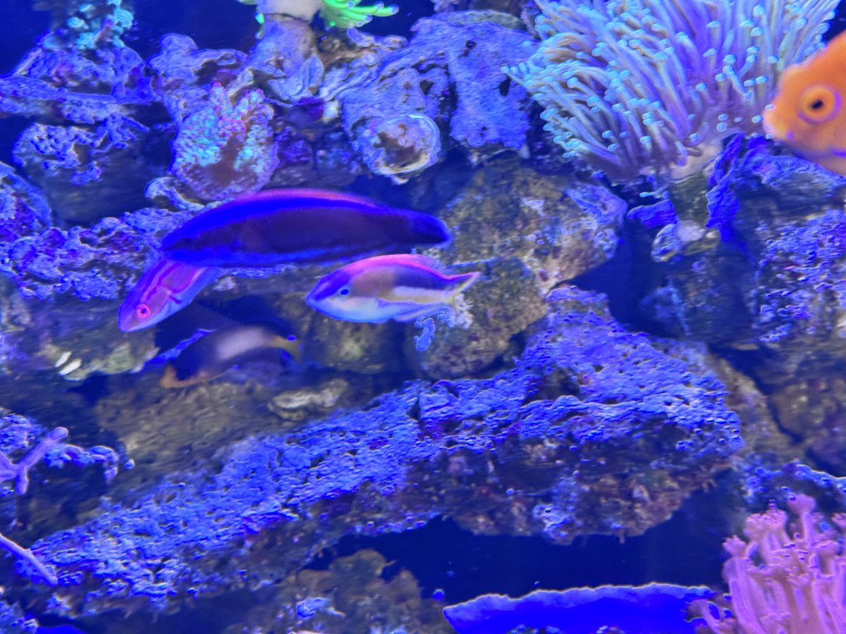 IMG_0007.jpeg