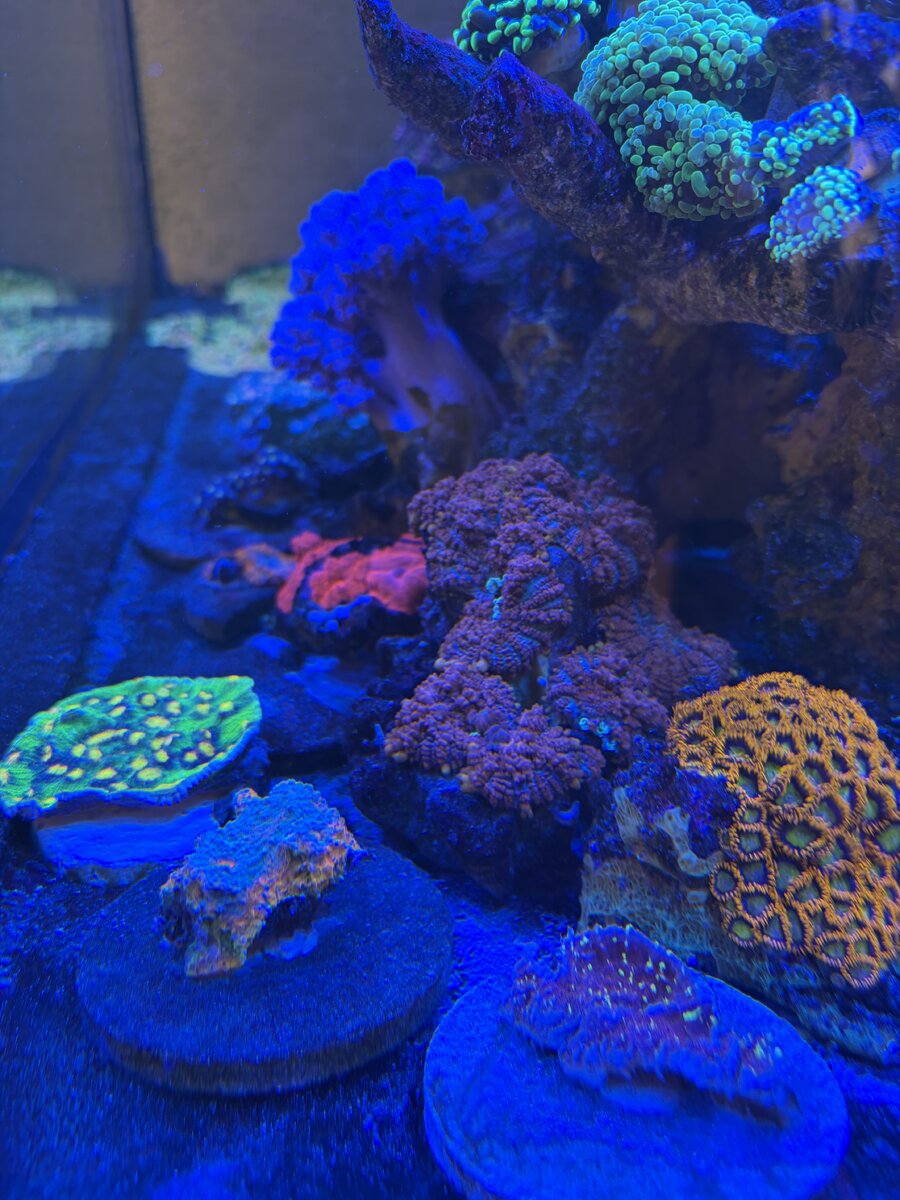 IMG_0007.jpeg