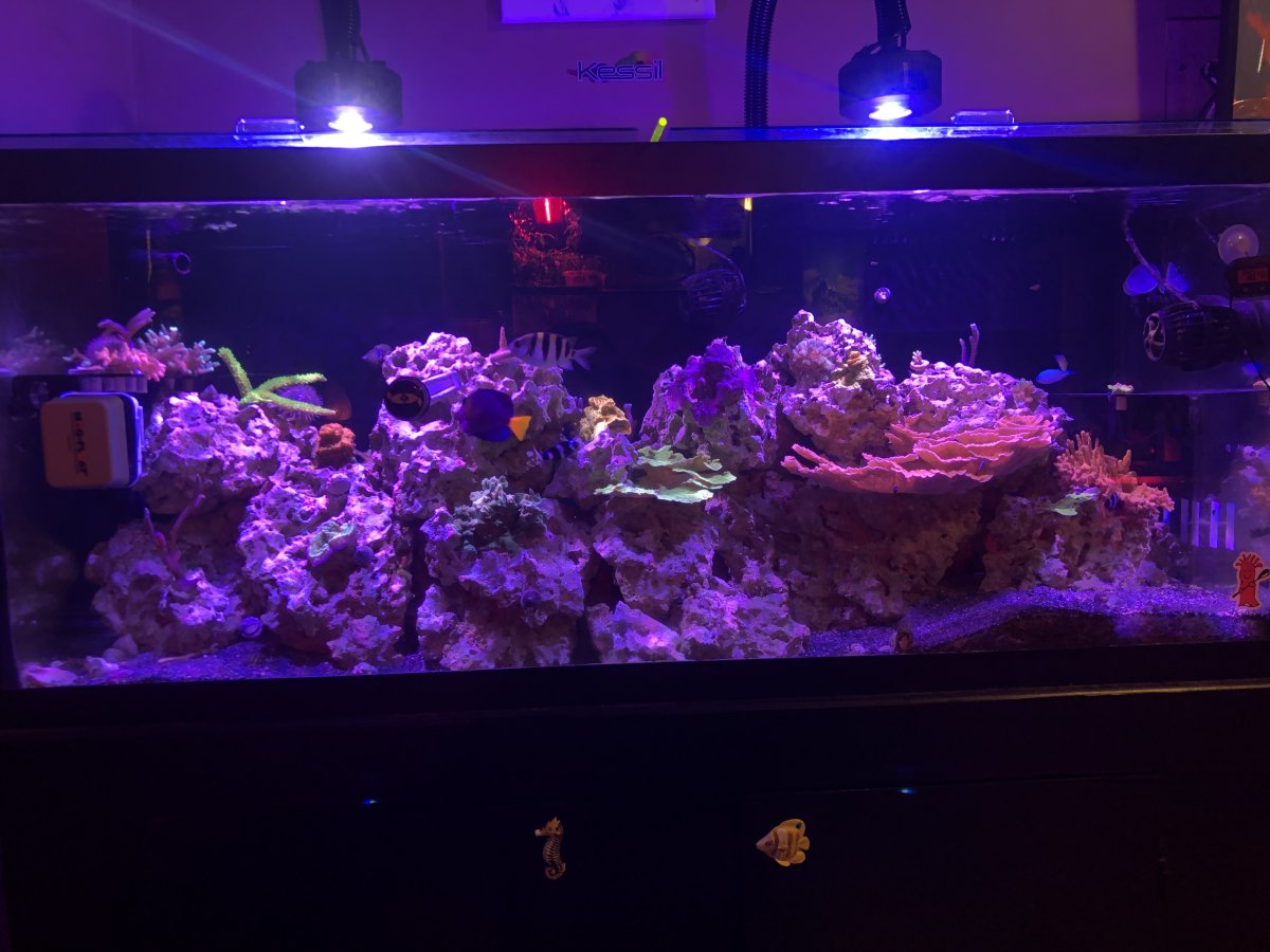 Let Me See Your “Cheap” Tanks! | Reef2Reef
