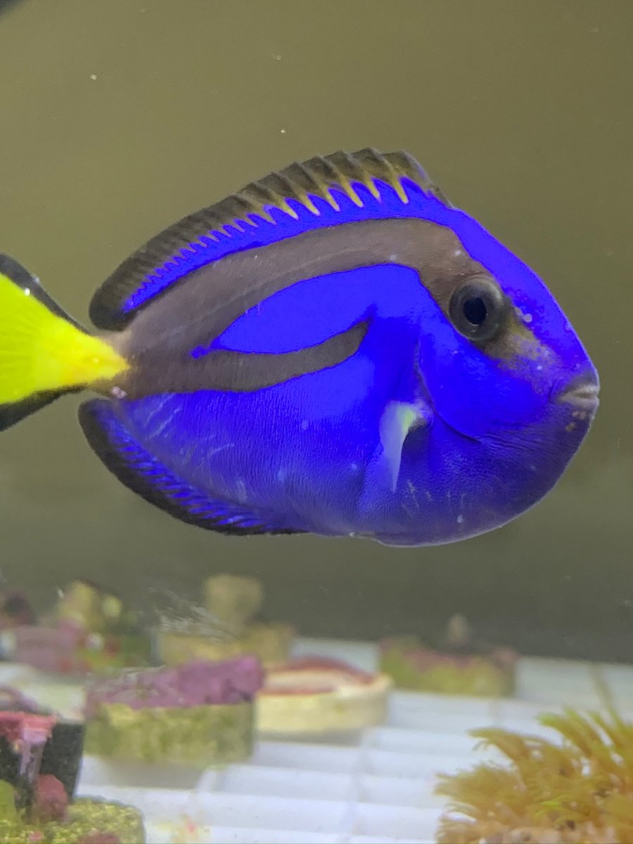 Bumps on my Blue hippo Tang Reef2Reef