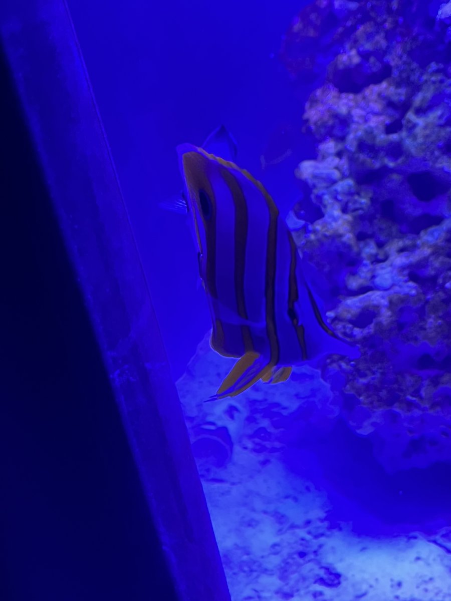 IMG_0018.jpeg