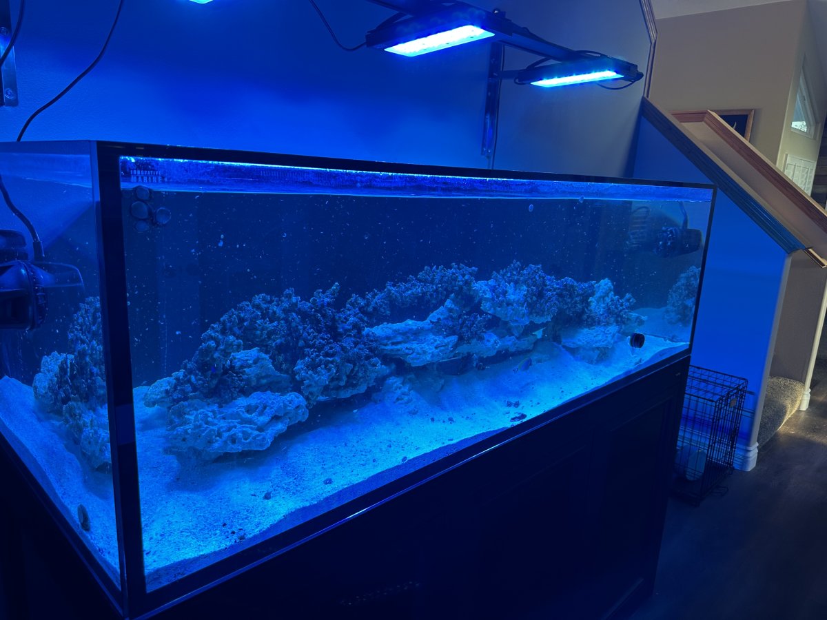 Large Build - 200 gallon Innovative Marine EXT So Cal | Page 3 | Reef2Reef