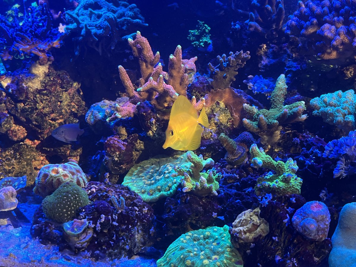 What Tangs, Foxfaces too, in your reef? Notice: Tang police not allow ...