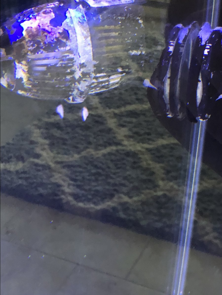 IMG_0027.jpeg