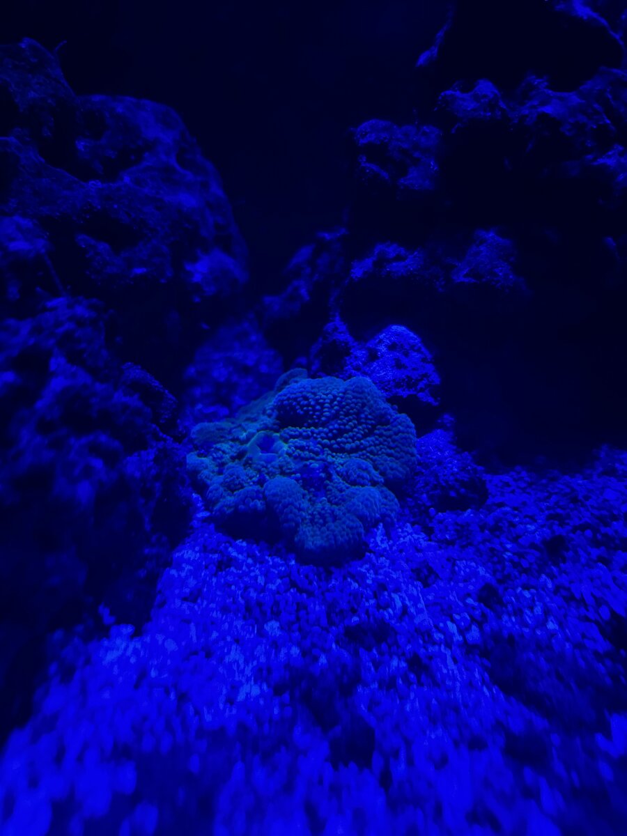 IMG_0034.jpeg