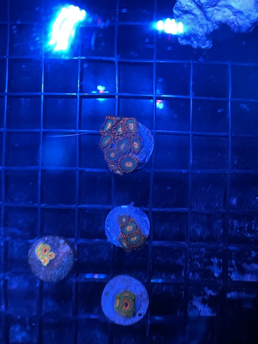 IMG_0035.jpeg