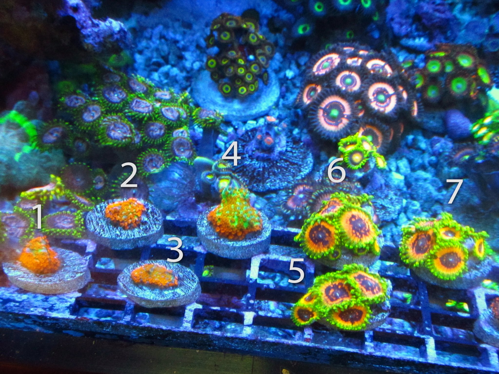 Florida - JF Aquaman & CB Hallucination Mini Colonies | REEF2REEF ...