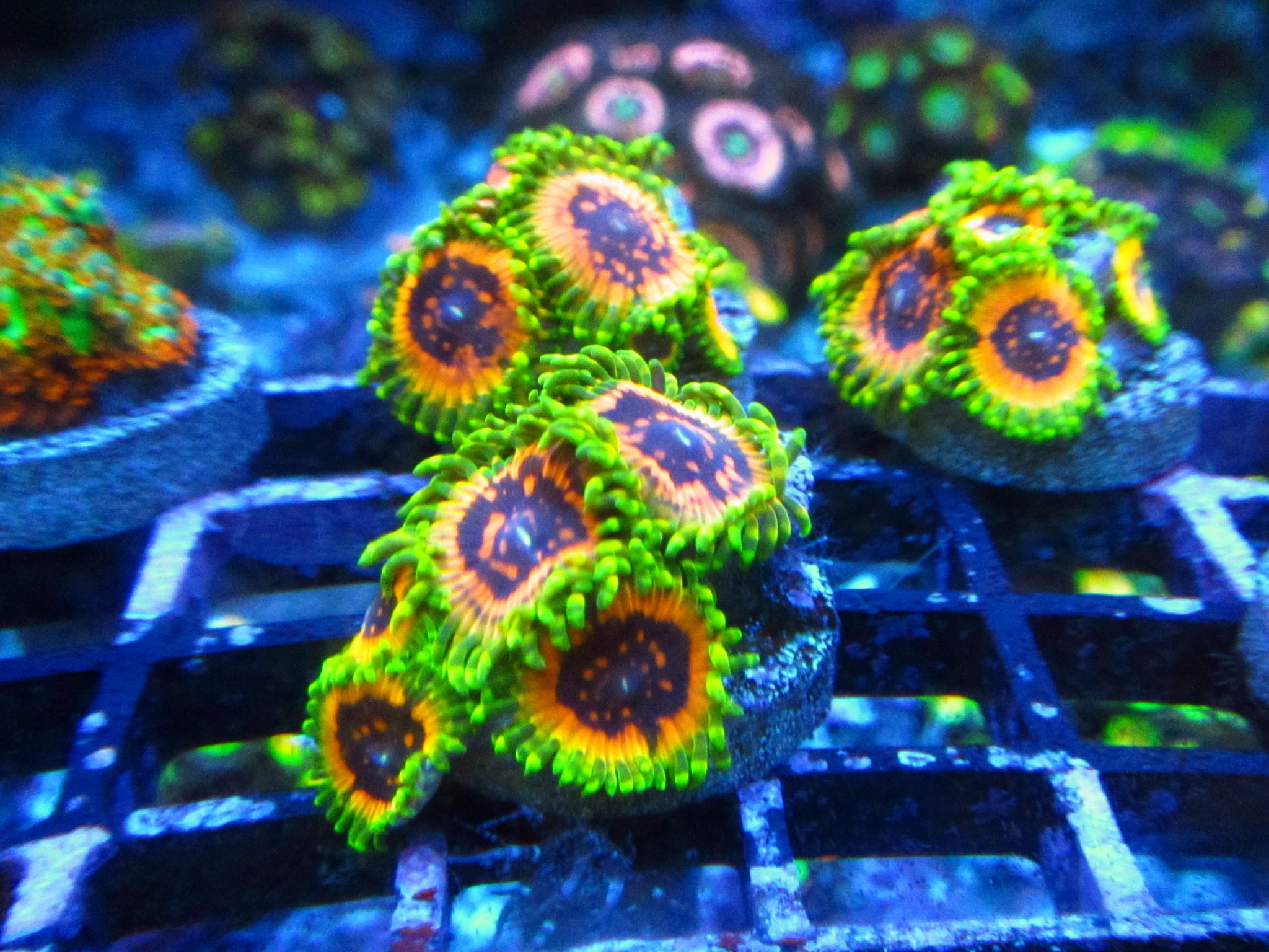 Florida - JF Aquaman & CB Hallucination Mini Colonies | REEF2REEF ...