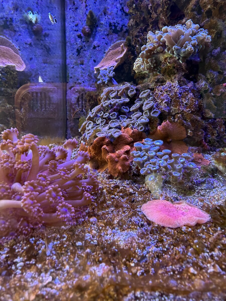 IMG_0051.jpeg