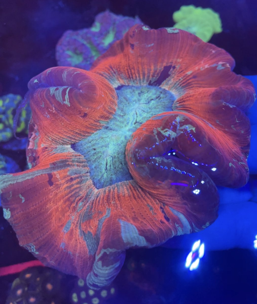 Pennsylvania - Live Goods - Colorful tachys! | Reef2Reef