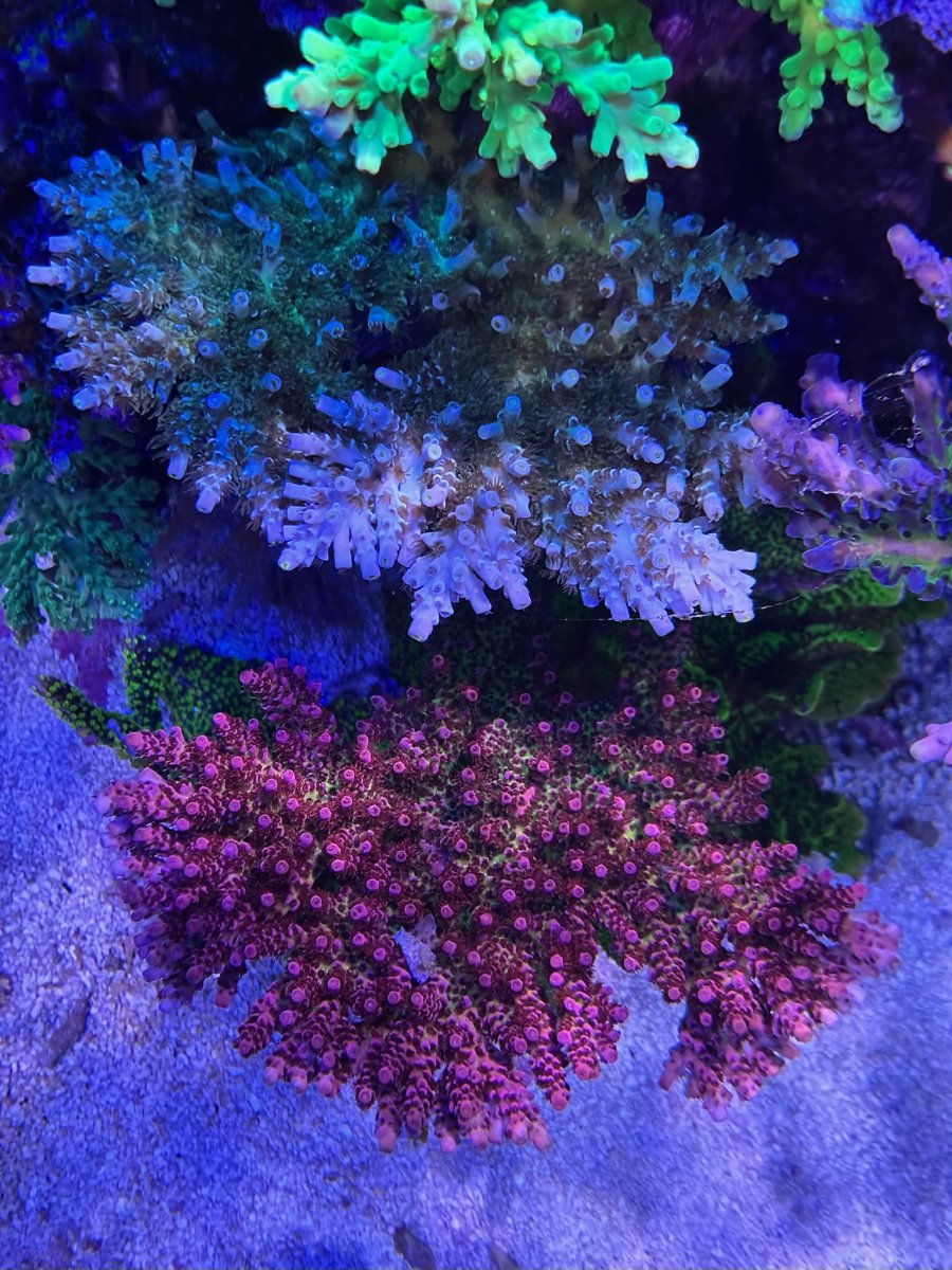 IMG_0076.jpeg