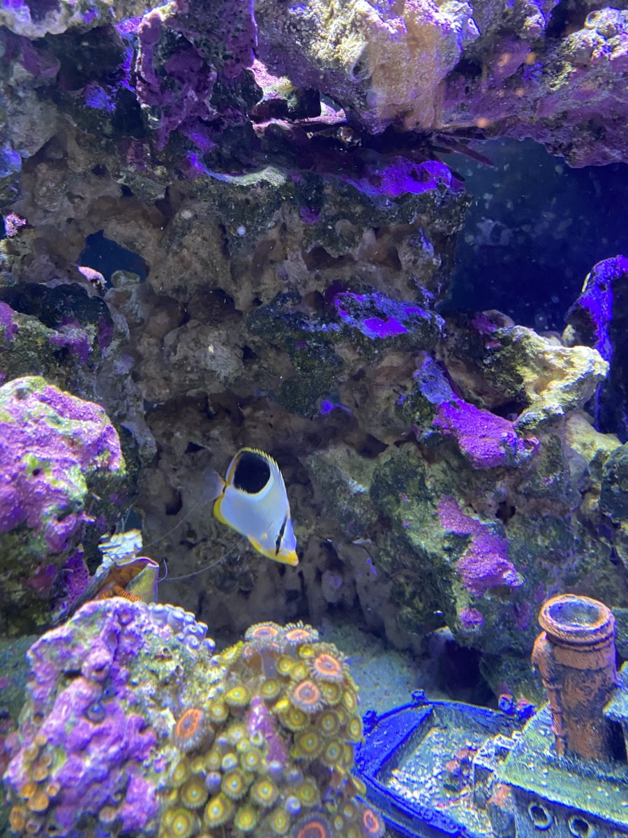IMG_0094.jpeg