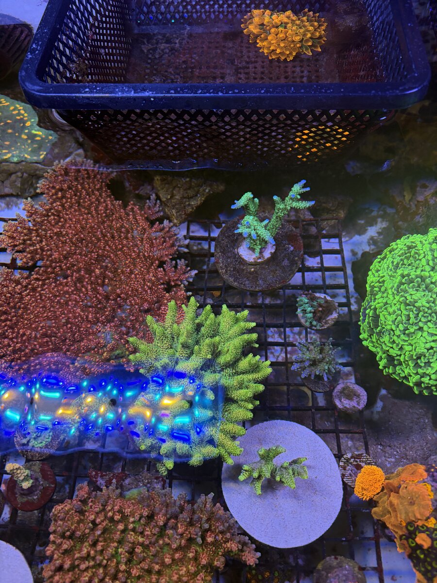 Monster Build - BackbayReef’s 450gal | Page 61 | Reef2Reef