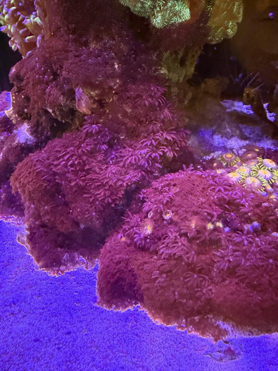 IMG_0099.jpeg