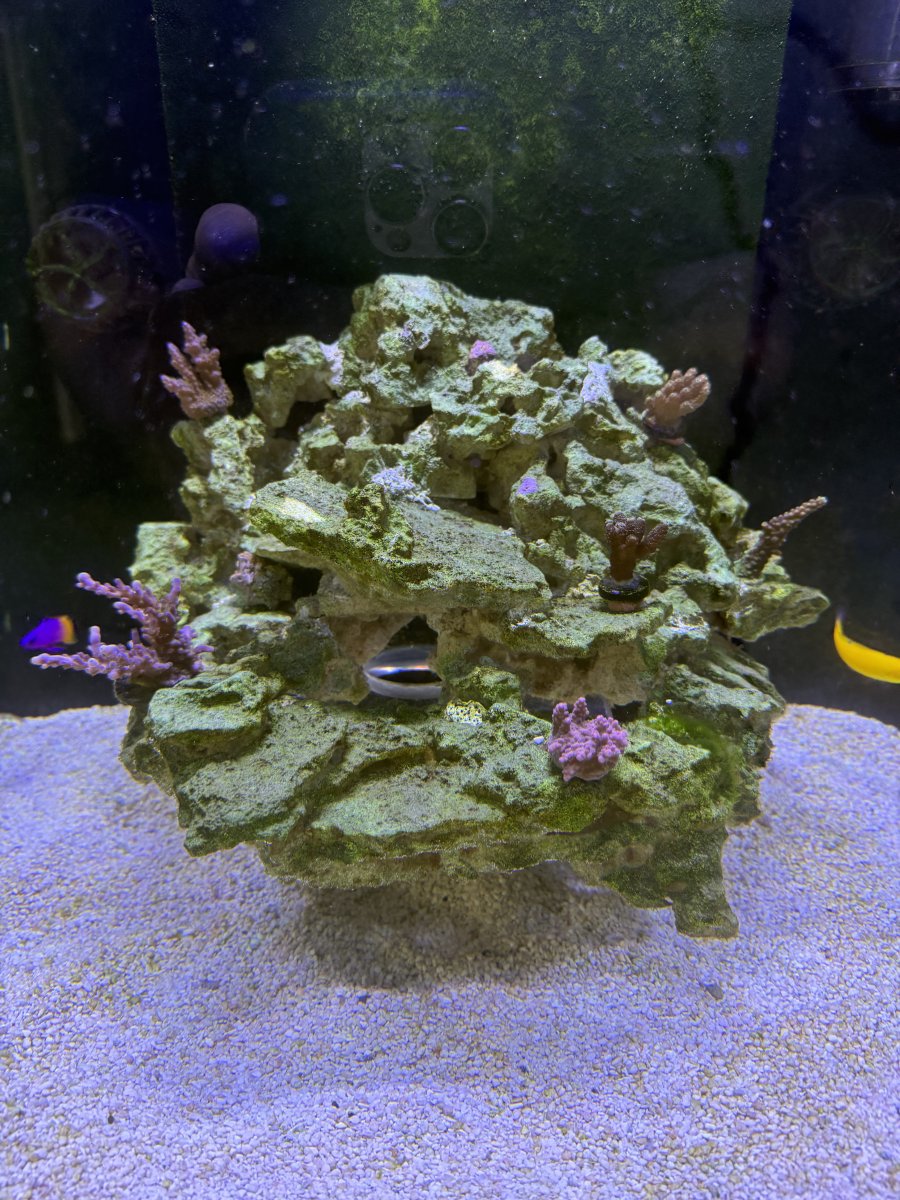 IMG_0101.jpeg