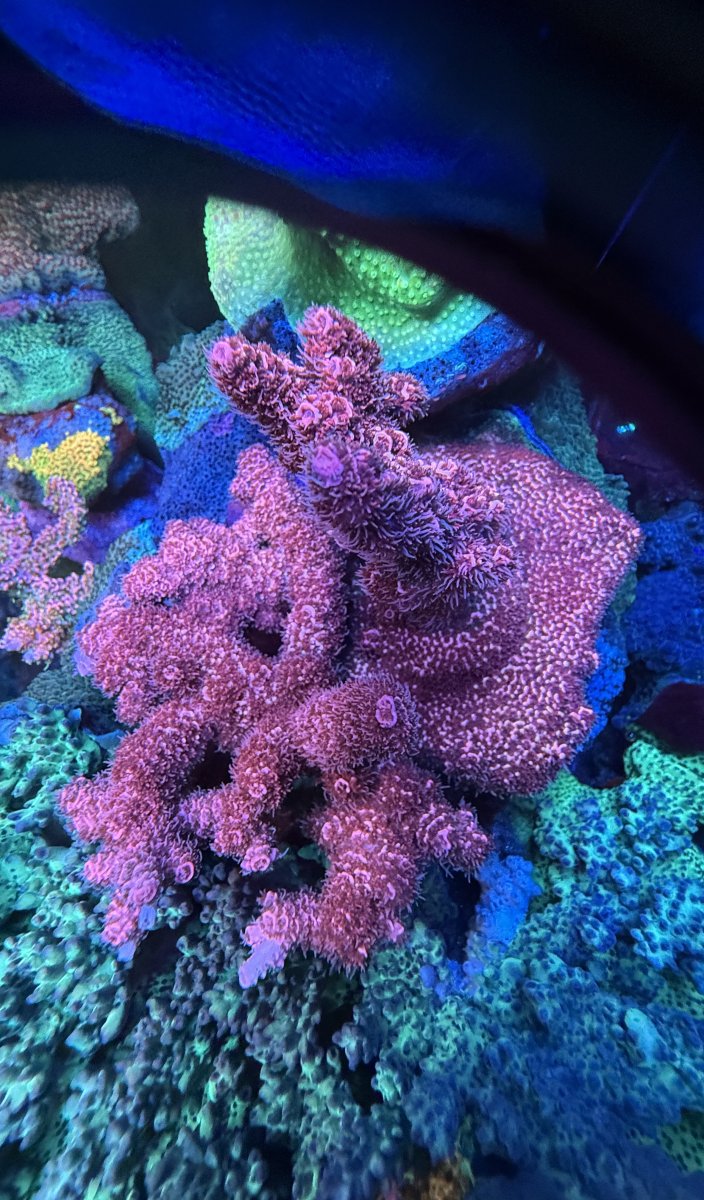 IMG_0109.jpeg