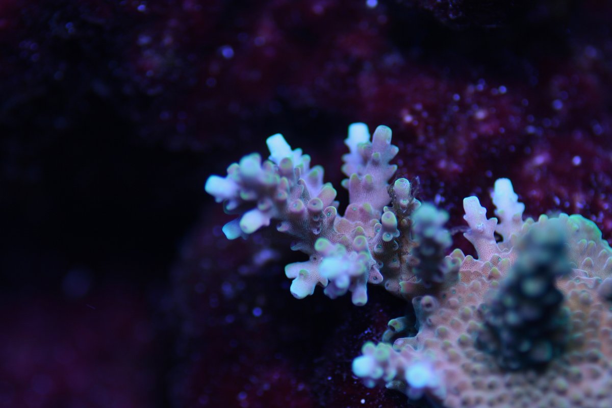 A Couple Frags Available Page 2 Reef2reef Saltwater And Reef