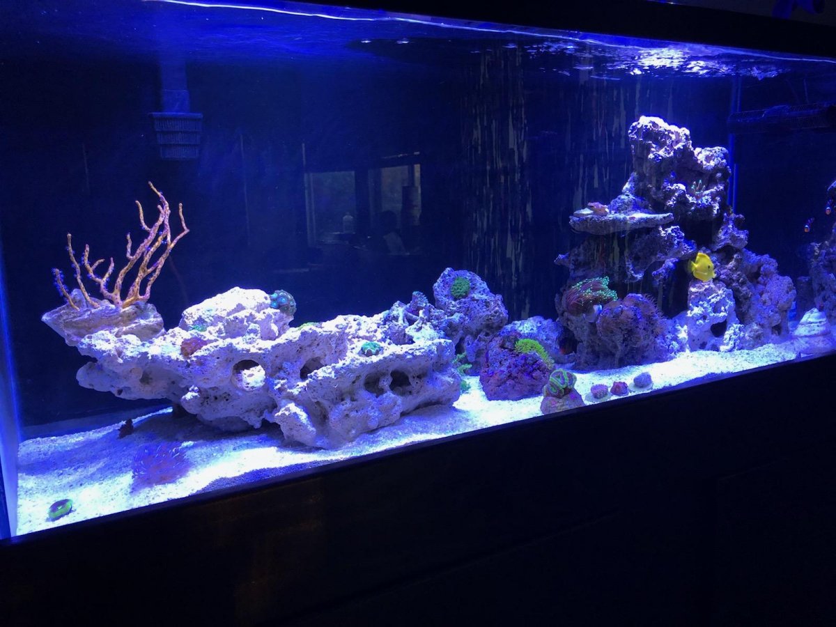 Let's see your 2019 Full Tank (FTS) Shots! | Page 3 | Reef2Reef