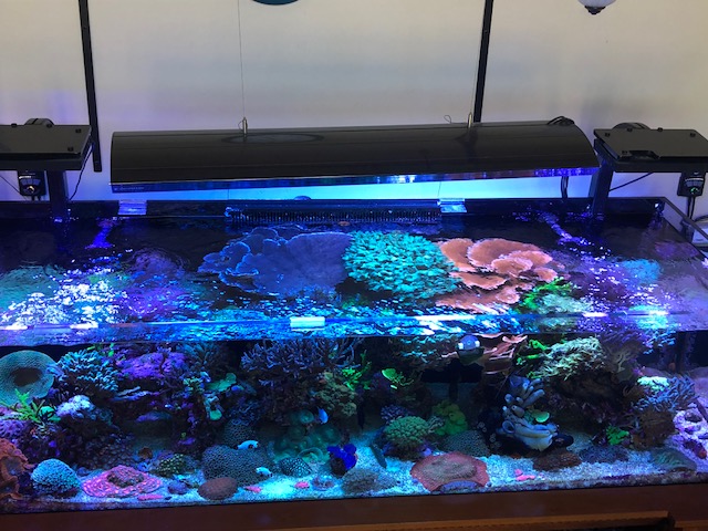 Idaho - 4 Foot Giesemann Infiniti 2x 250w Double Ended 4x54w Metal ...