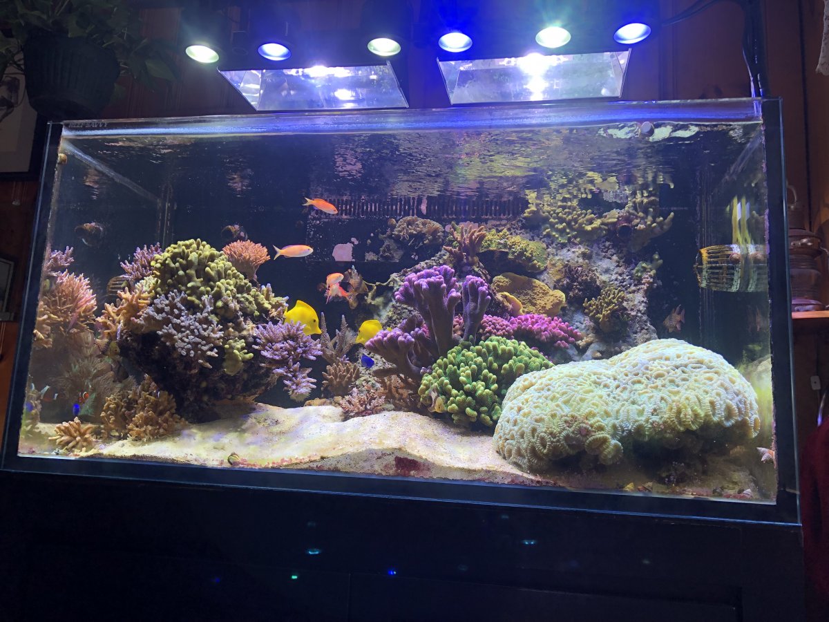Large SPS Corals For Sale Cheap 