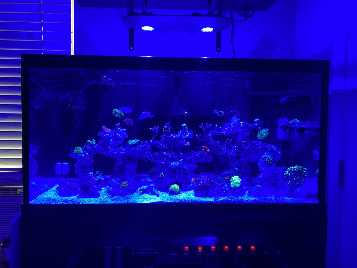Build Thread - Mateo’s Seapora 50 build | Page 5 | Reef2Reef