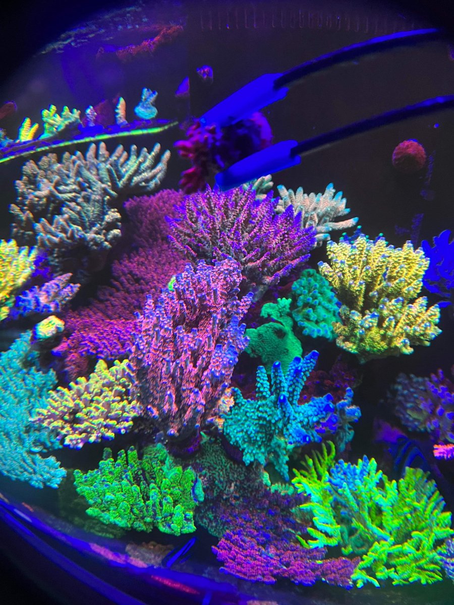 Elements with No Known Biological Role | Reef2Reef