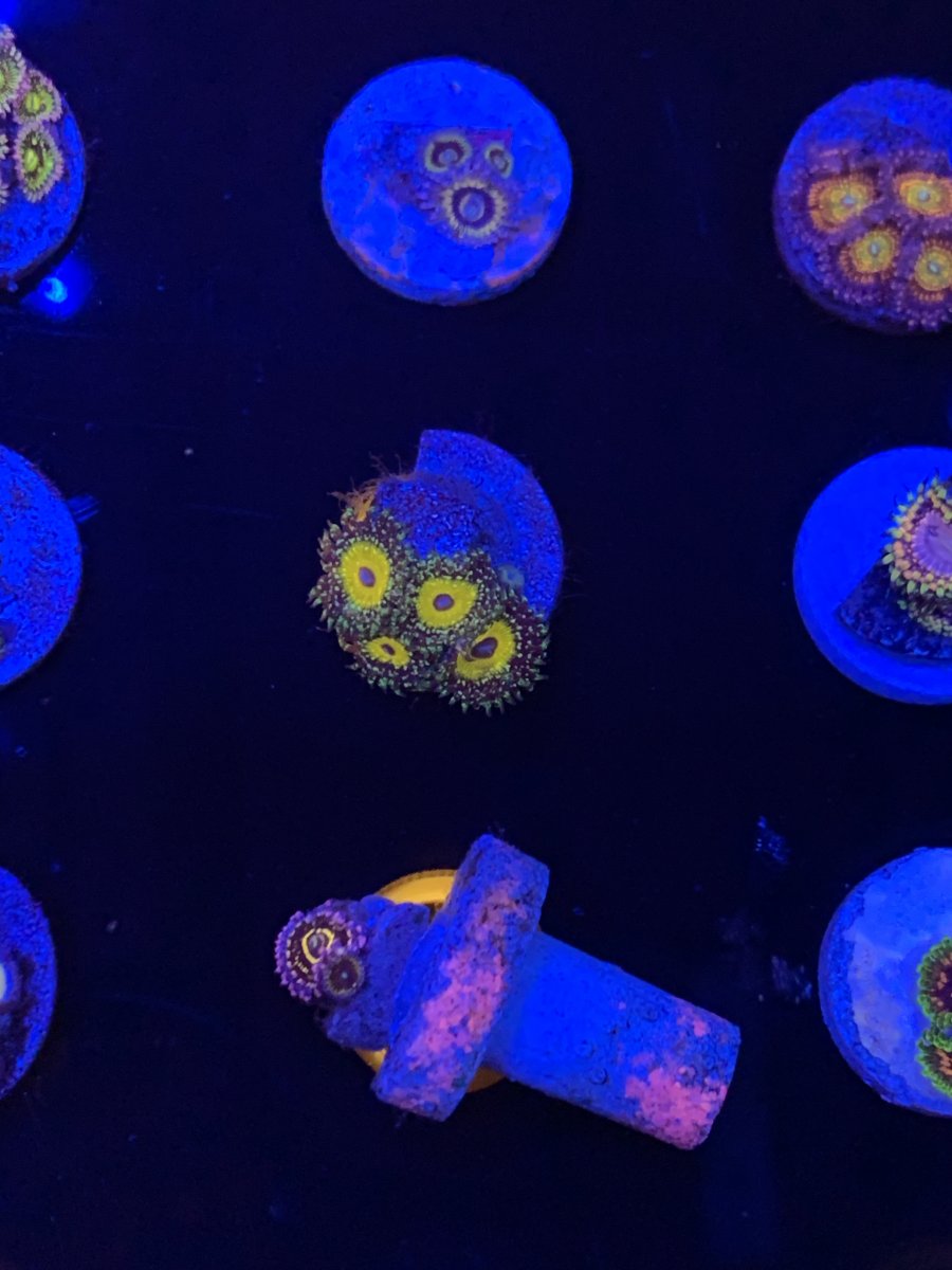 IMG_0175.jpeg