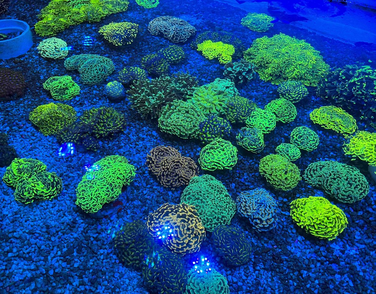 ***MONDAY BLUES Coral Overview*** Actinic Pics of Hundreds of our ...