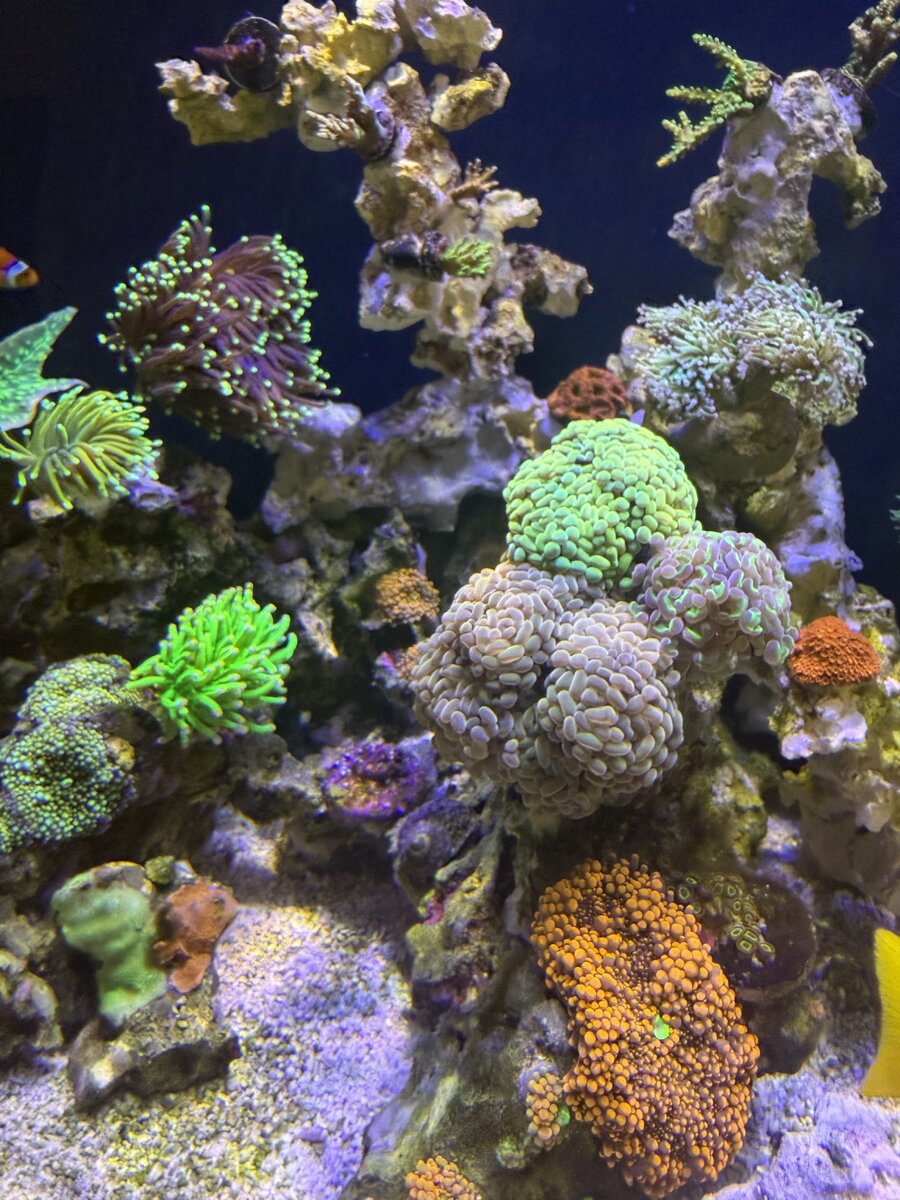 IMG_0178.jpeg