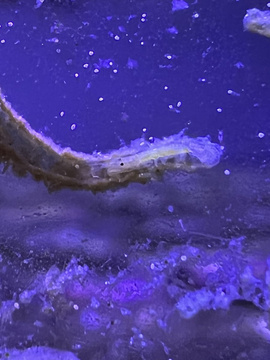 How To Use MAGIC THREAD FOR GHOST SHRIMP