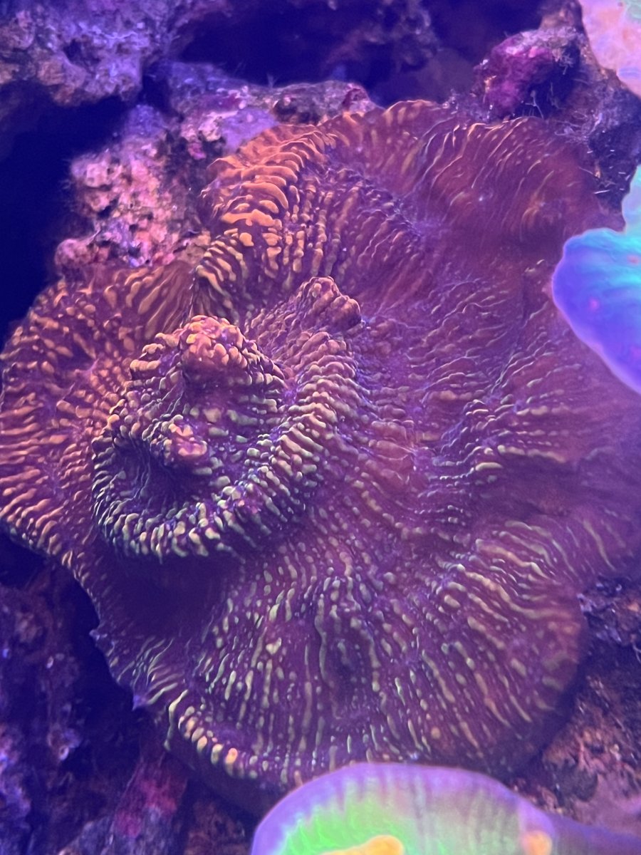 IMG_0206.jpeg