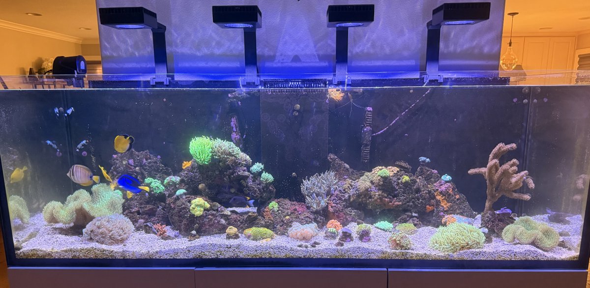 Waterbox Infinia 230.6 build | Page 2 | Reef2Reef