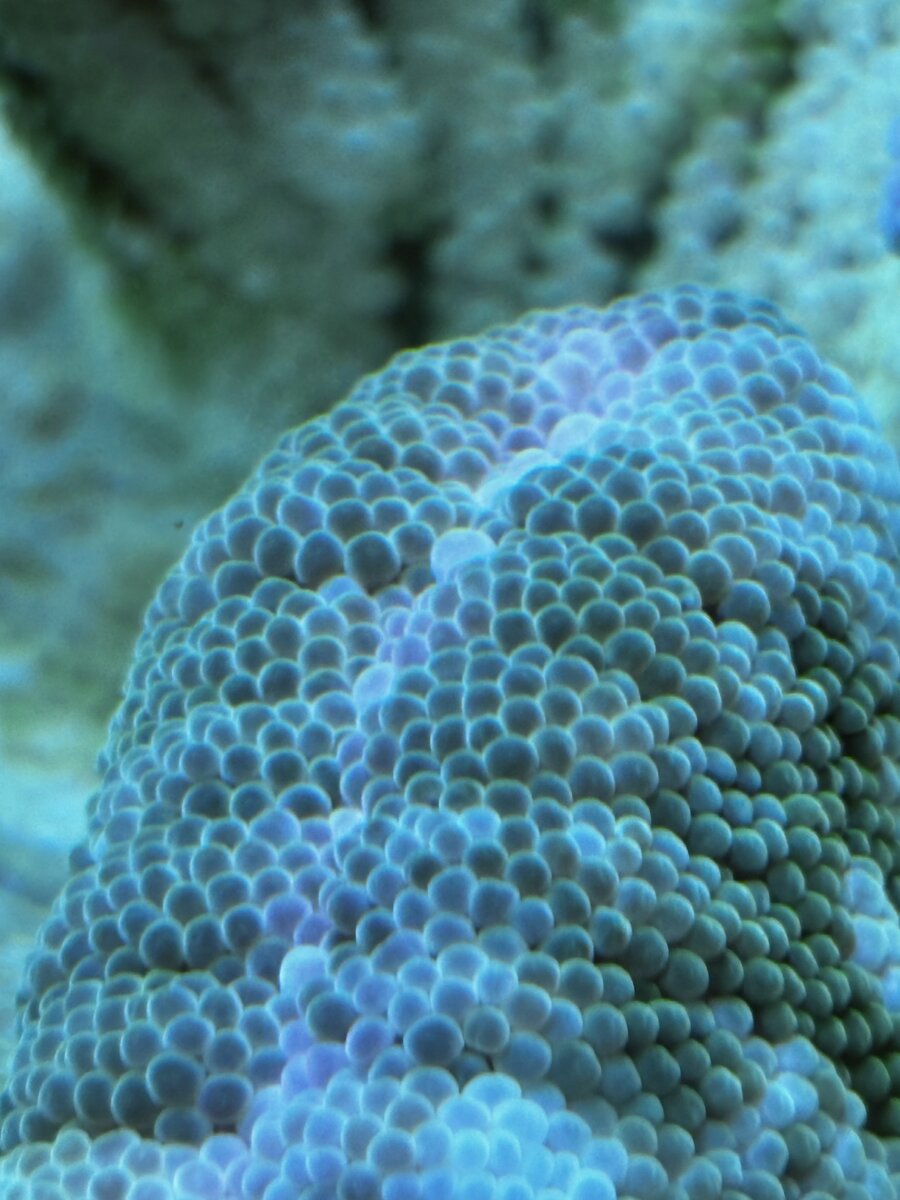 IMG_0208.jpeg
