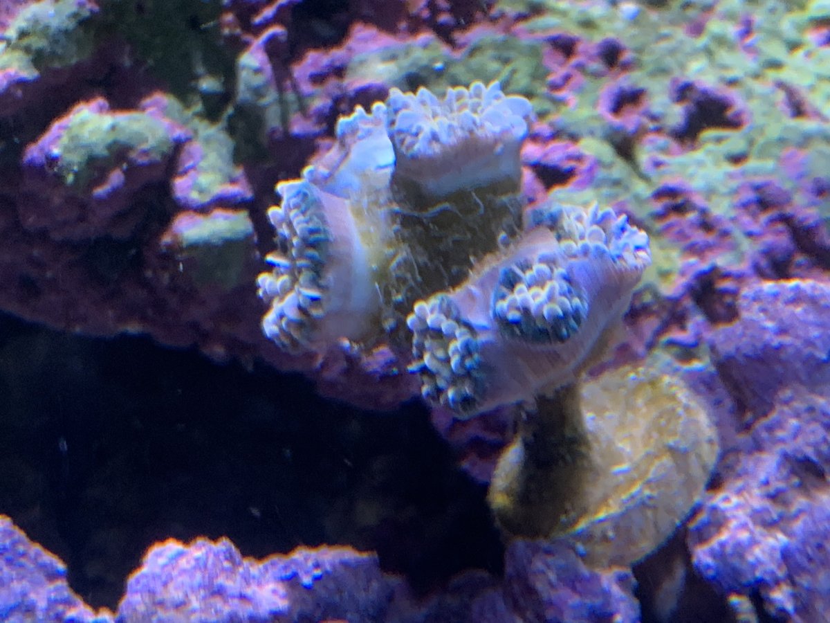 IMG_0217.jpeg