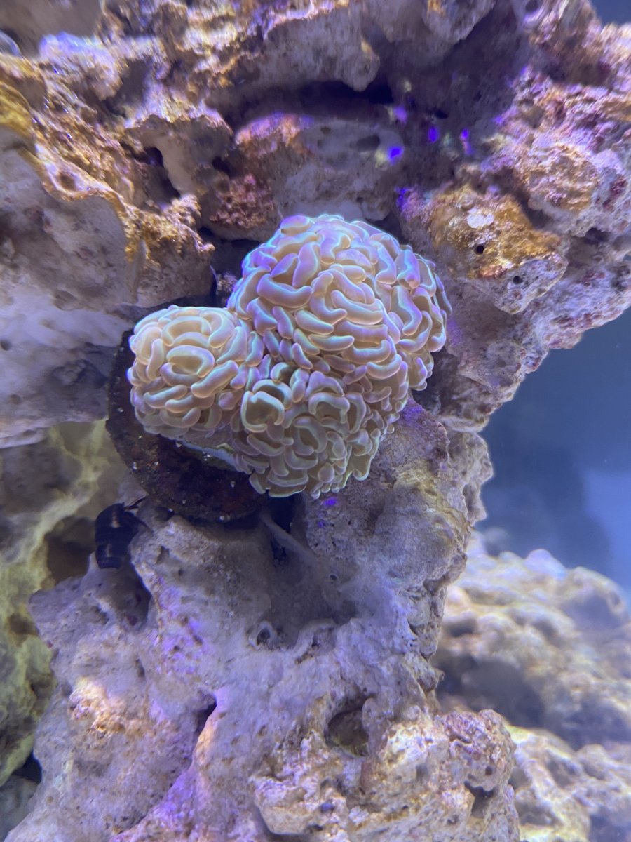 IMG_0218(2).JPEG