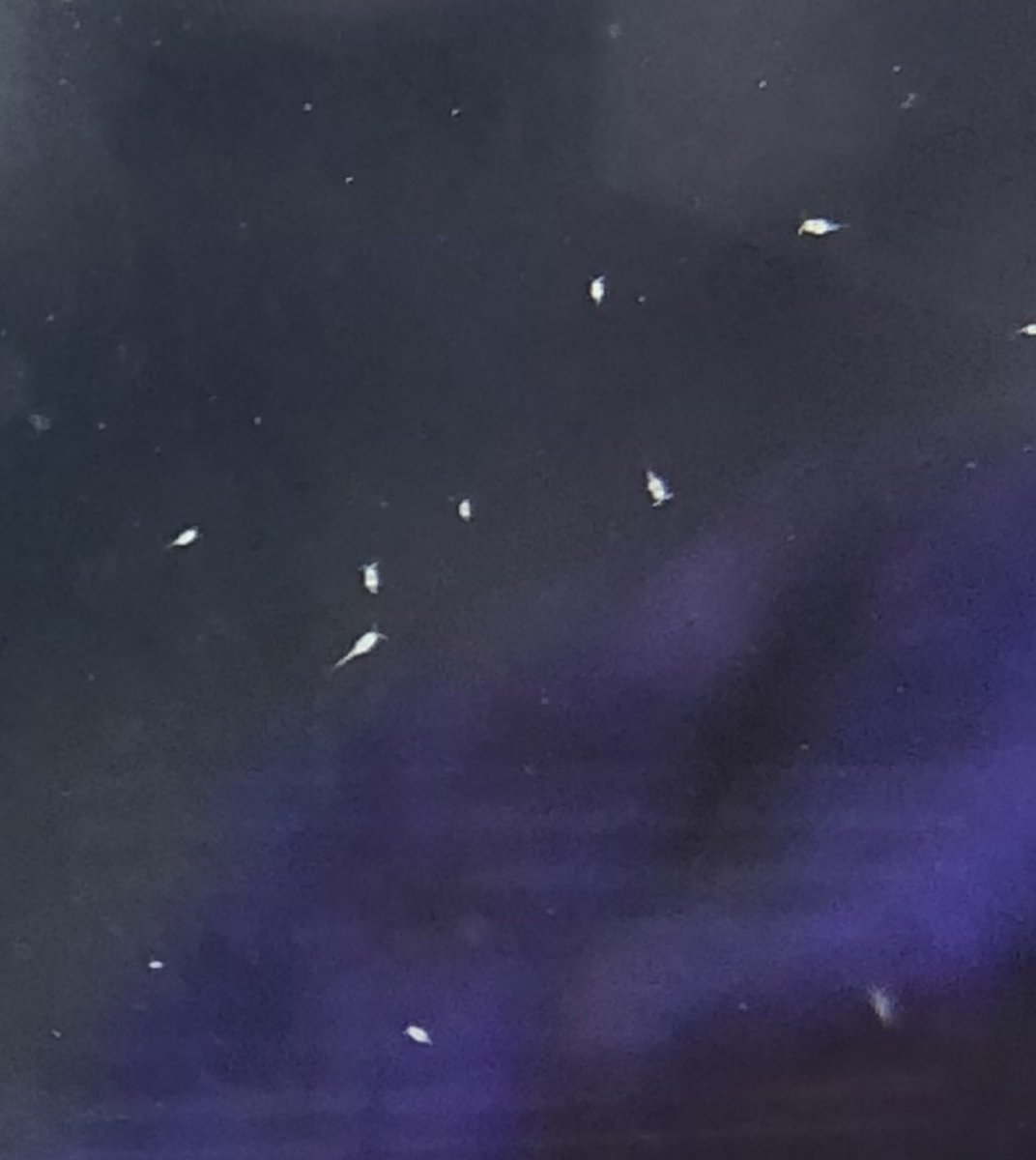 Copepods or something else? Fish are dying. | REEF2REEF Saltwater and Reef  Aquarium Forum