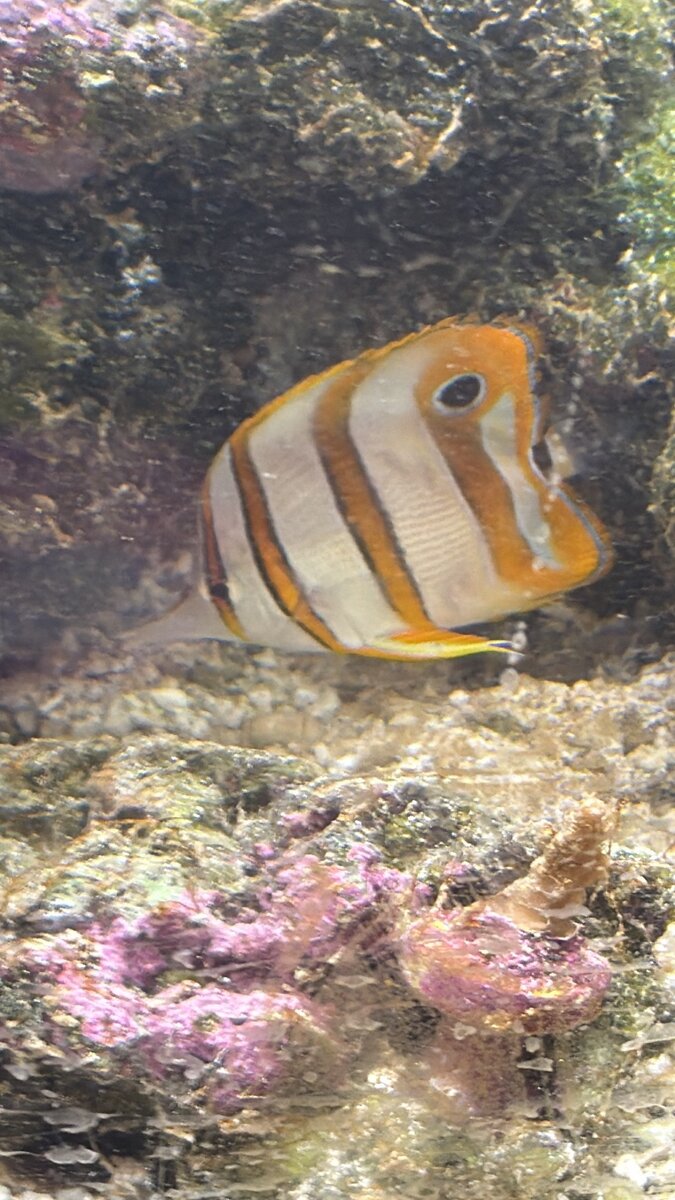 IMG_0221.jpeg